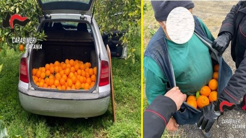 Mineo, catanesi sorpresi a fare il pieno di arance