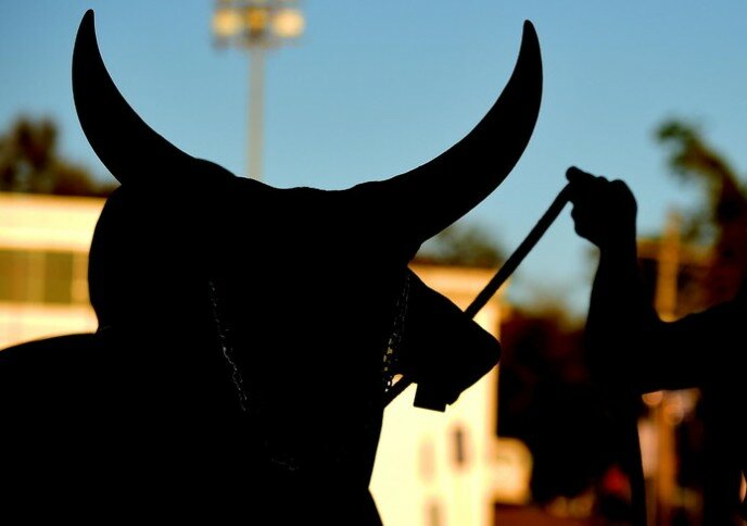 Dramma in campagna: muore incornato da un toro