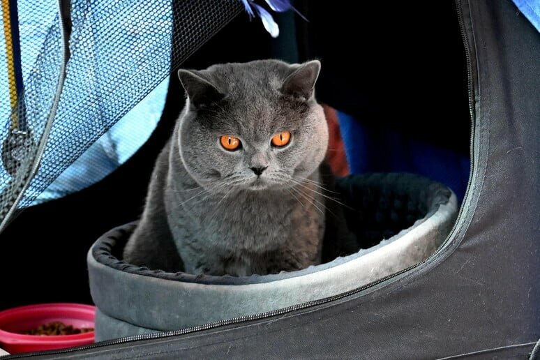 Ha un gatto nella valigia: bloccato a Fontanarossa