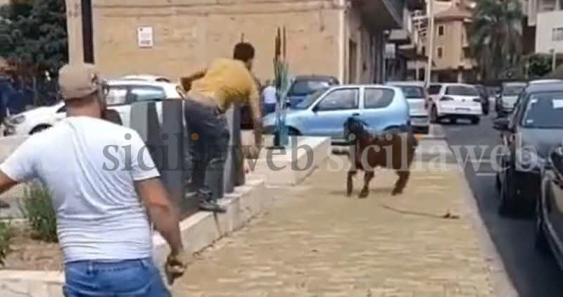Caprone in libert&agrave; semina panico tra i passanti