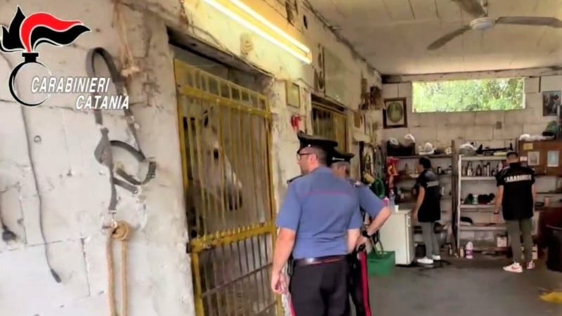 Corse clandestine, trovati 'Lampo' e 'Agente segreto'