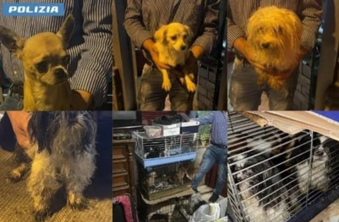 Catene e gabbiette nella casa degli orrori