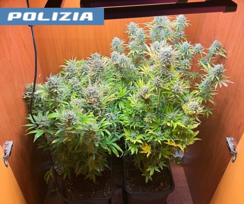 A Librino serra di marijuana in salotto