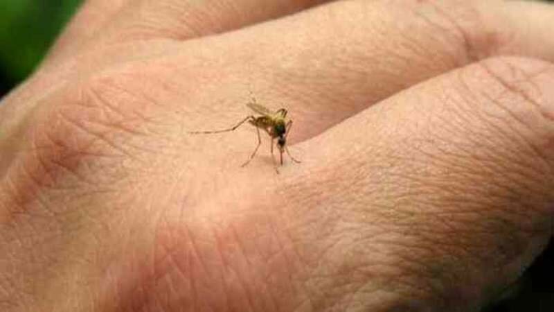 Un caso di West Nile a Catania