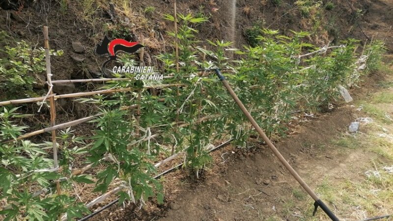 Piantagione di marijuana tra gli ulivi
