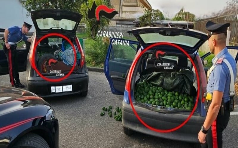 Fanno scorta di avocado: rubati 700 chili
