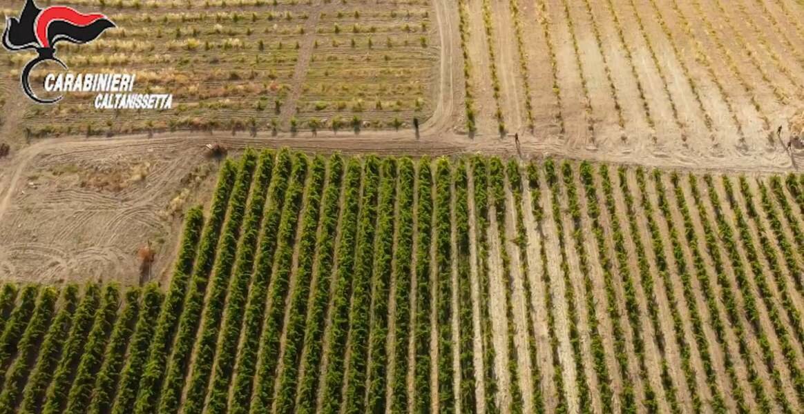 Coltivavano marijuana: 11 arresti a Riesi