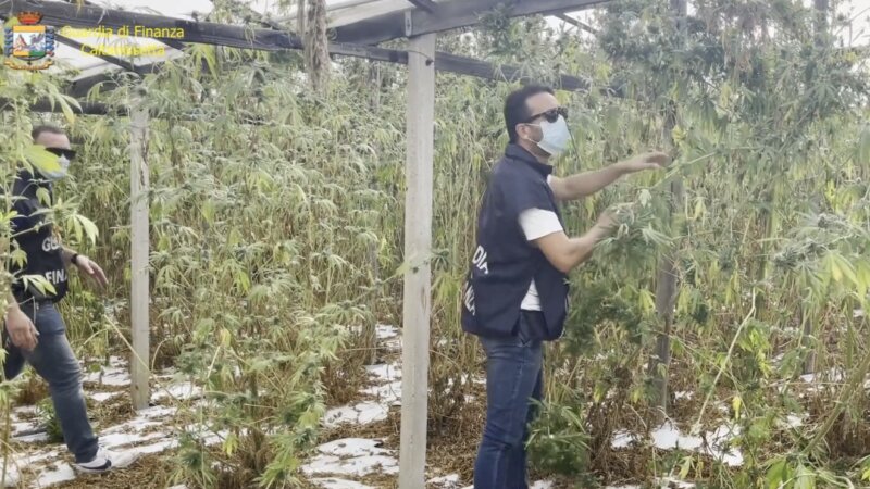 Piantagione di cannabis da 3,5 milioni di euro