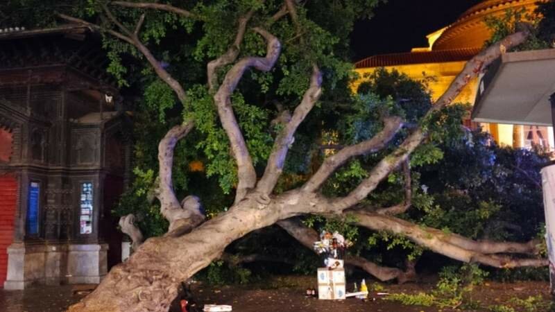 Crolla albero davanti al teatro Massimo