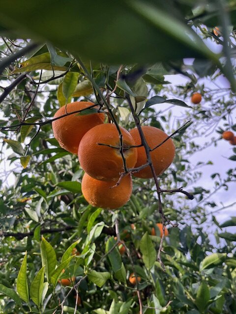 image12.jpeg image12.jpeg