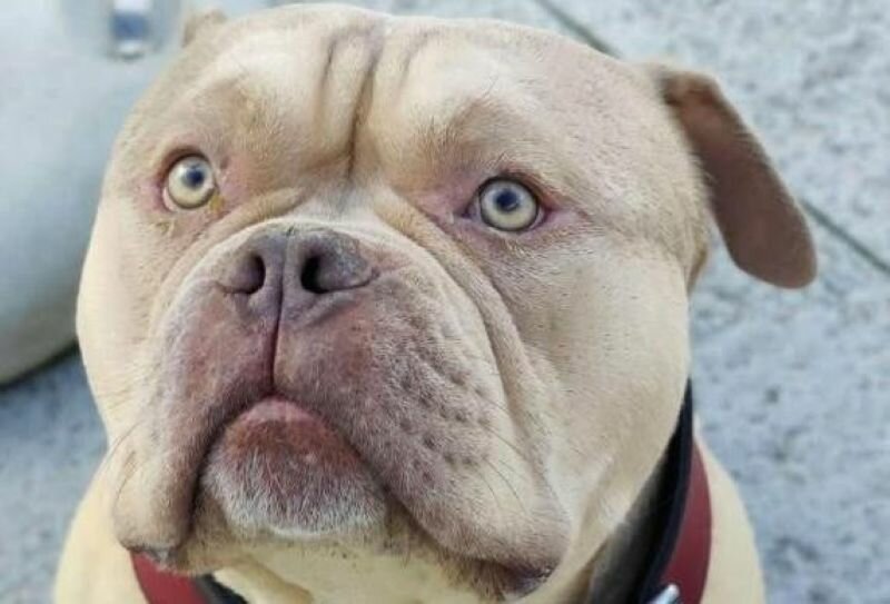 Negano imbarco al cane, lei parte lo stesso