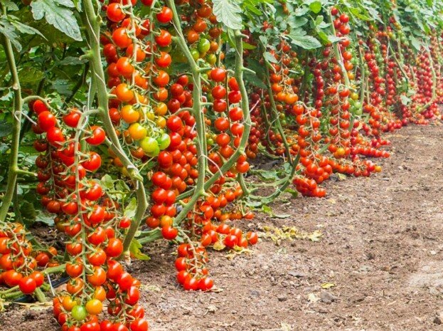 Bracciante muore nella serra: "Lavorava con pi&ugrave; di 50 gradi"