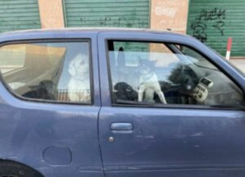 Rinchiusi in auto senz'acqua: salvati 2 cani