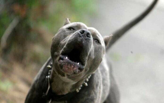 Pitbull uccide barboncino, ferita bimba di 10 anni