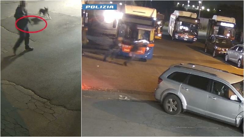 Pistola e pitbull: autista catanese perde la testa Pistola e pitbull: autista catanese perde la testa