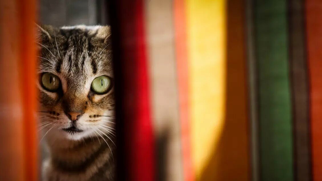 Gatto miagola e salva la famiglia dal rogo
