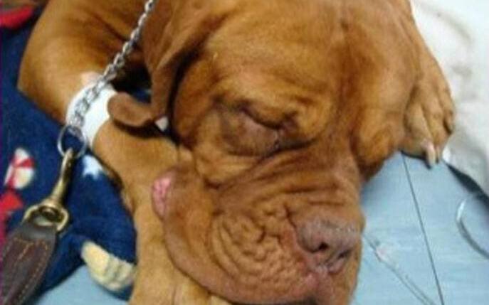 Non hanno soldi per i veterinari, Kira muore