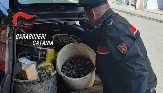 Fermato catanese con 90 kg di molluschi da buttare