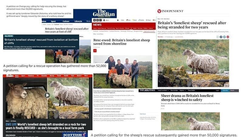 Salva in Scozia la pecora più sola al mondo Salva in Scozia la pecora più sola al mondo