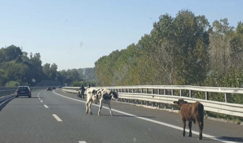 Mucche sulla Ct-Sr: quattro feriti Mucche sulla Ct-Sr: quattro feriti