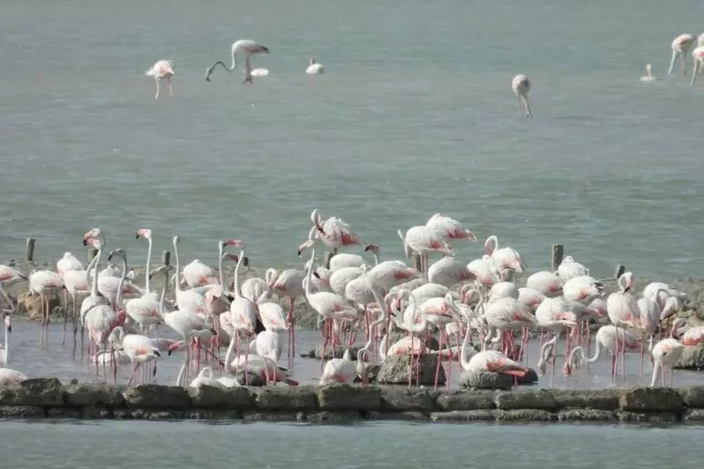 Dopo 30 anni riecco i fenicotteri rosa