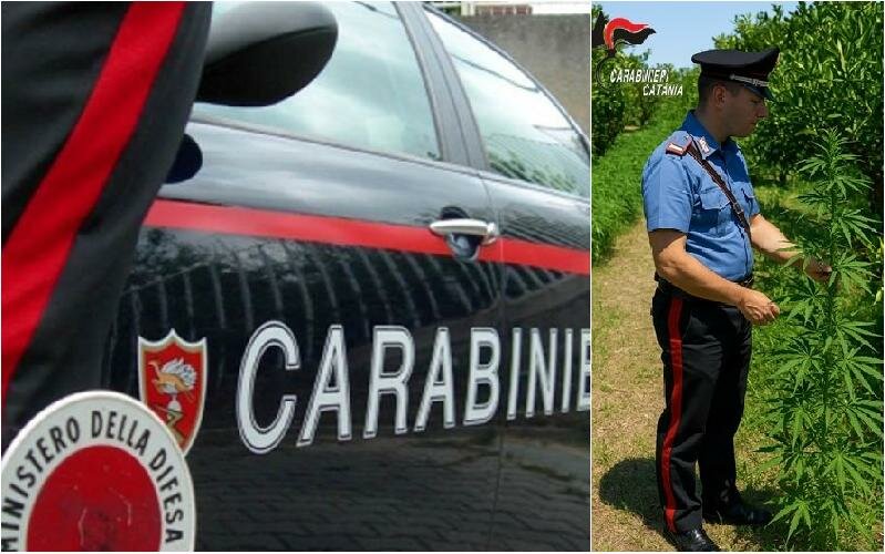 Ramacca, 24 piante di canapa nell'agrumeto