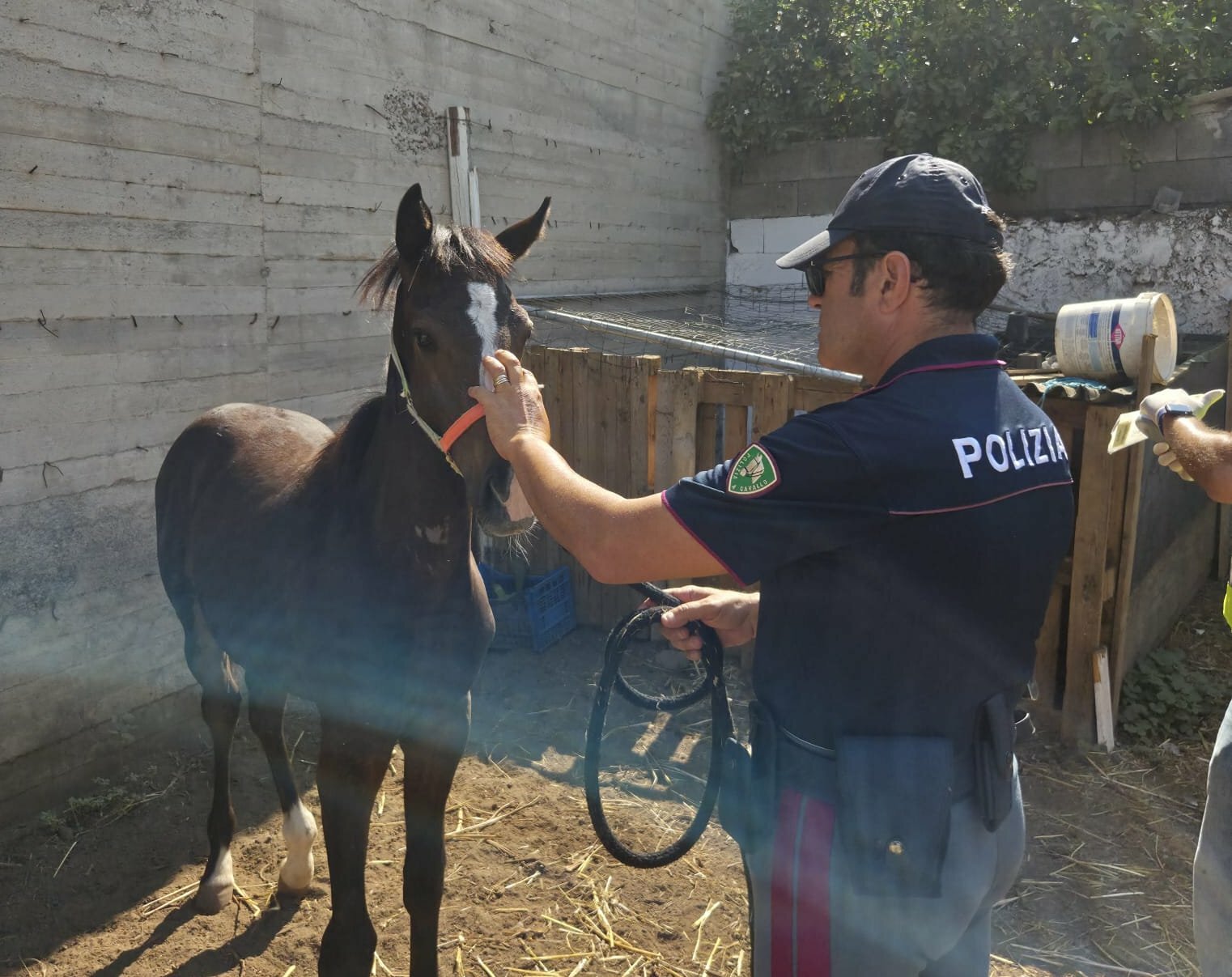 Catania: stalla abusiva con due cavalli a Picanello, multato gestore Catania: stalla abusiva con due cavalli a Picanello, multato gestore