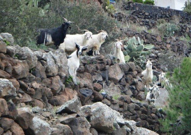 Incornato da un caprone: finisce in ospedale
