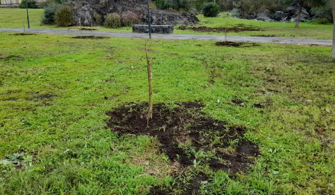 Cento alberi di Paulownia per il parco Gemmellaro