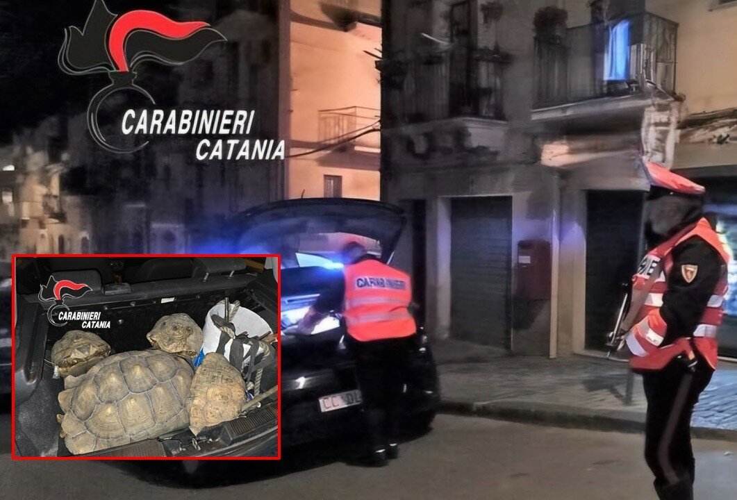 In macchina le tartarughe rubate