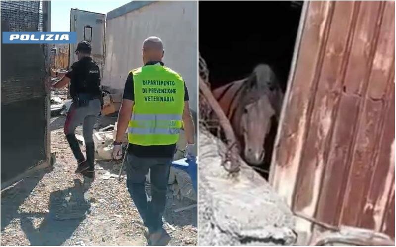 Cavallo nel box fatiscente e discarica a cielo aperto