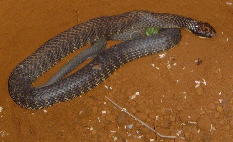 Serpente le si attorciglia tra i piedi mentre guida Serpente le si attorciglia tra i piedi mentre guida