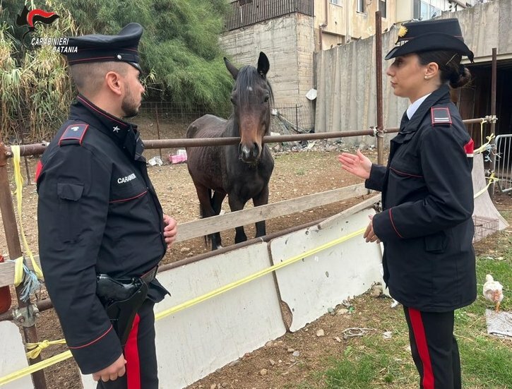 Catania: cavalli malnutriti nella stalla improvvisata