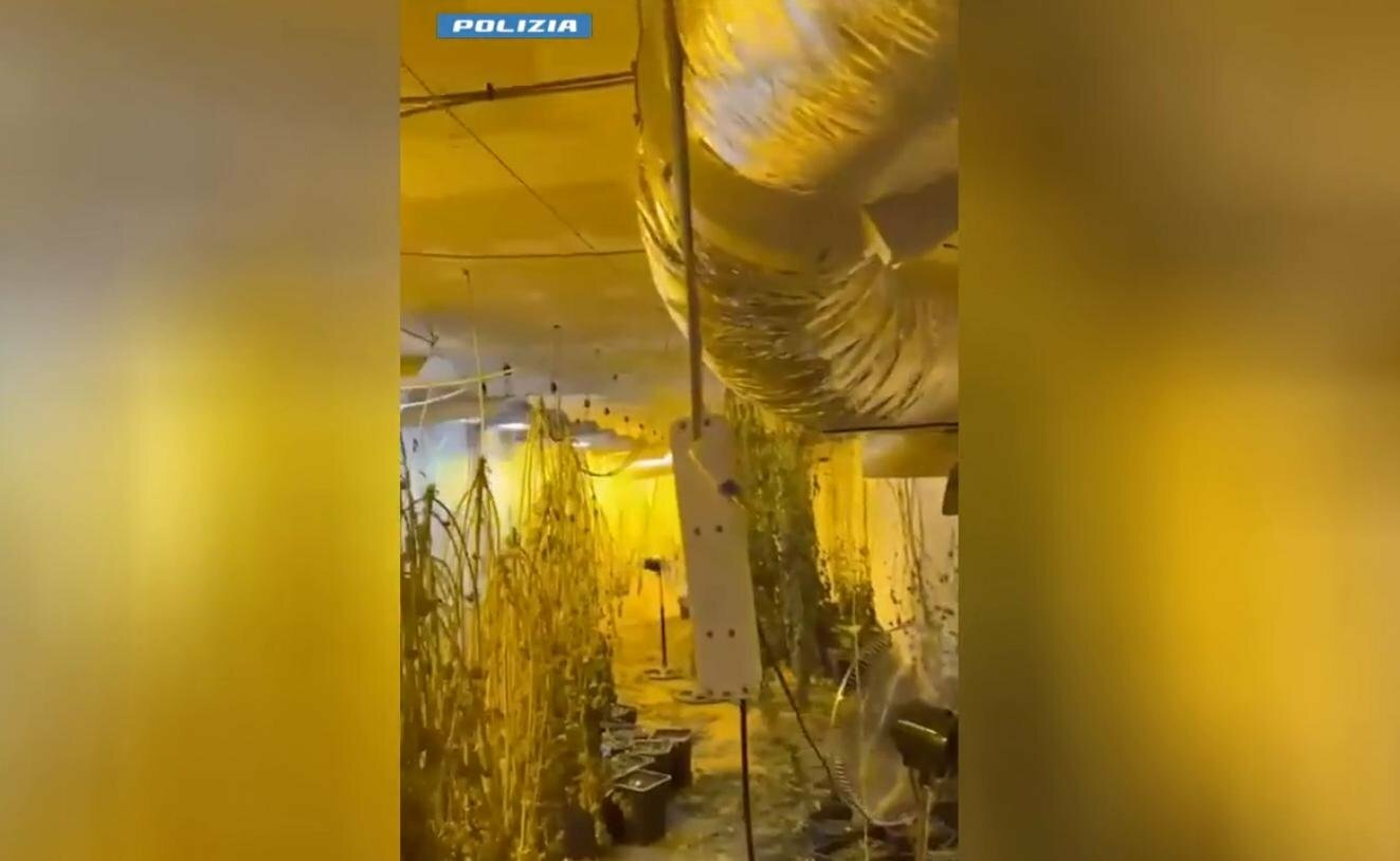 Serra di cannabis e allaccio abusivo in pieno centro