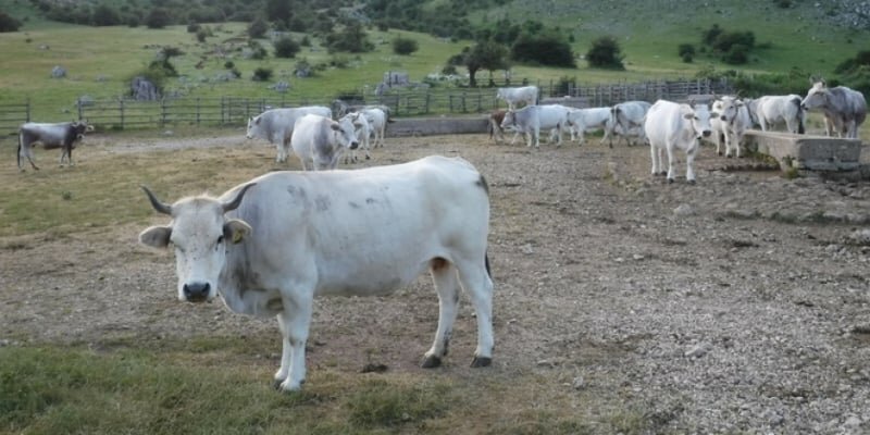 "In Sicilia 1.600 aziende rischiano la chiusura"