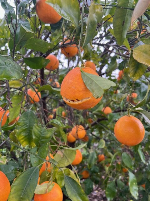 image16.jpeg image16.jpeg