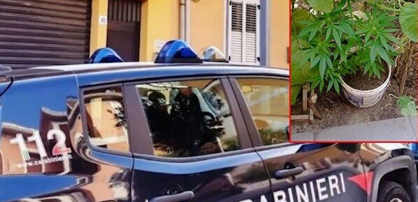Zucchine, melanzane e marijuana a Pedara