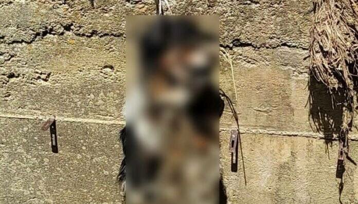 Cane impiccato ad albero: caccia al colpevole