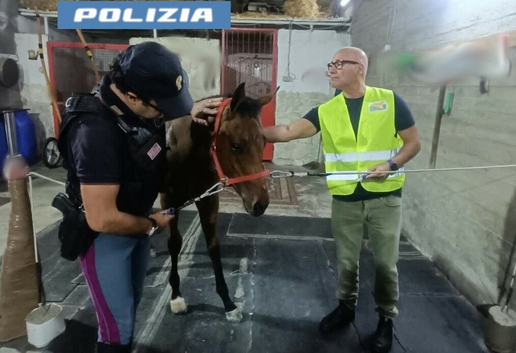 Corsa clandestina a Palagonia: trovato il secondo cavallo Corsa clandestina a Palagonia: trovato il secondo cavallo