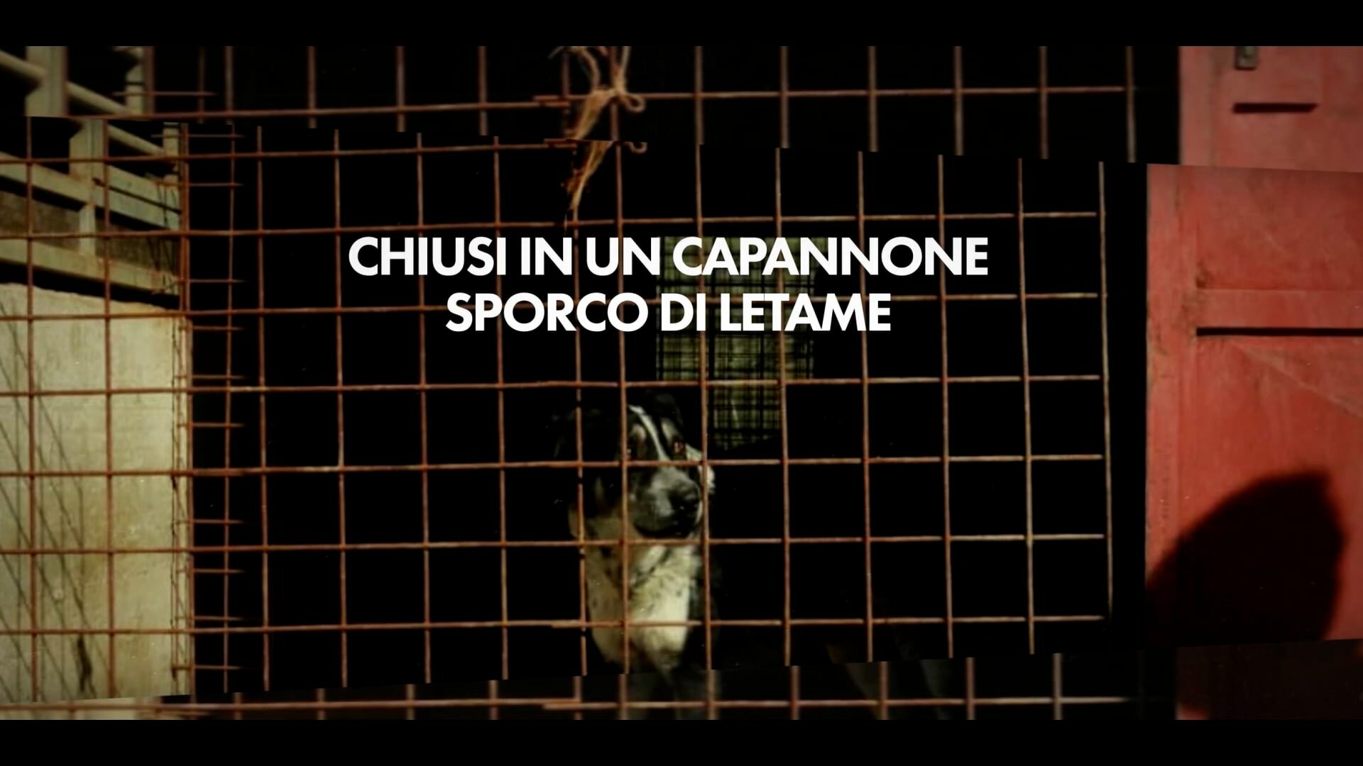 Cani maltrattati, ci pensa l'Enpa