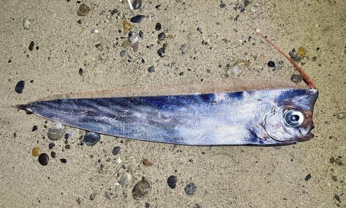 Pesce di marzo: quello trovato in Sicilia è rarissimo