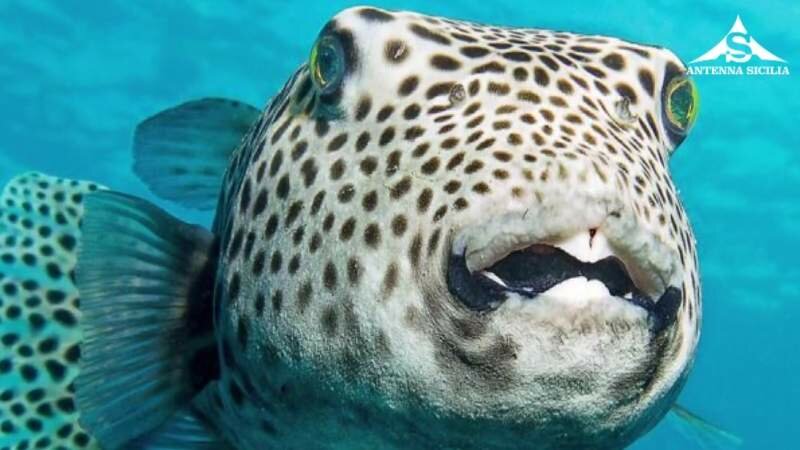 Alieni nel Mediterraneo