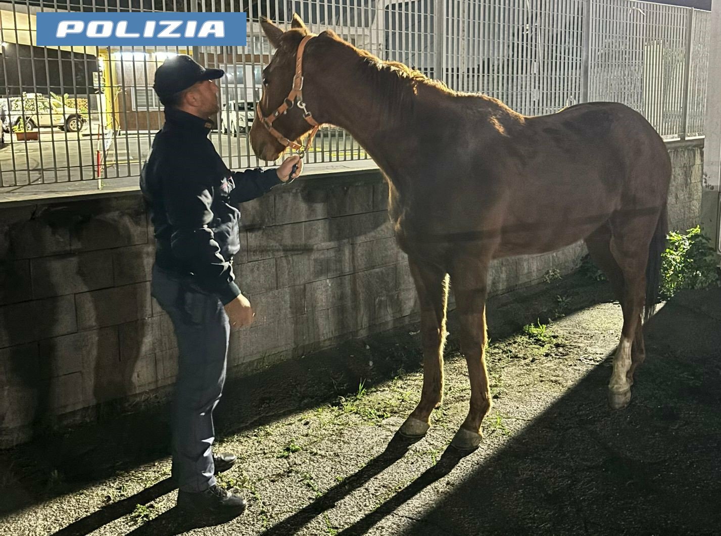 Cavalli vagano tra le auto, salvati dai poliziotti