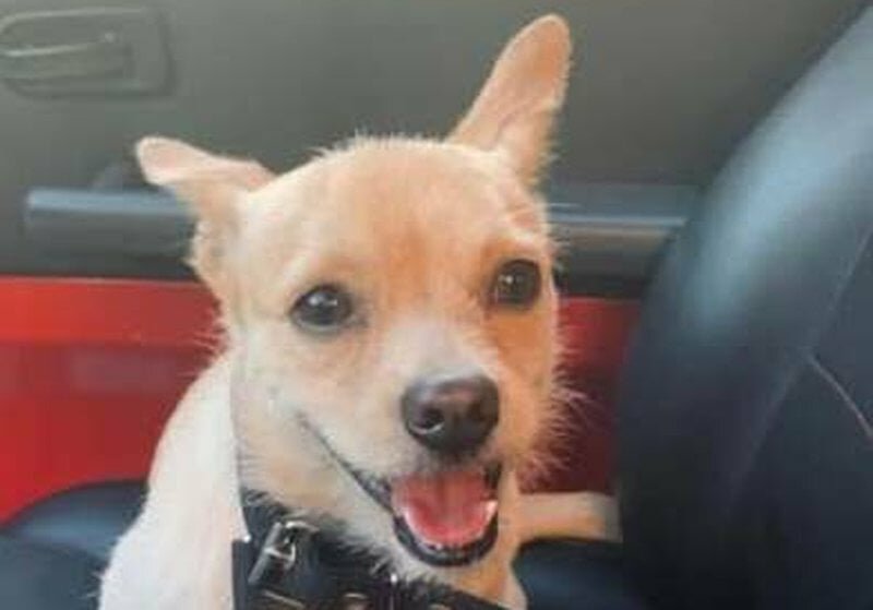 Cane scomparso: trovato scuoiato e impiccato