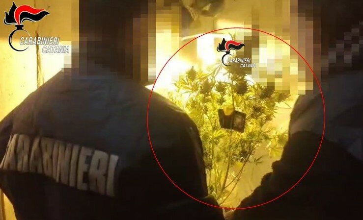 Mascalucia: una serra di marijuana nell'armadio Mascalucia: una serra di marijuana nell'armadio