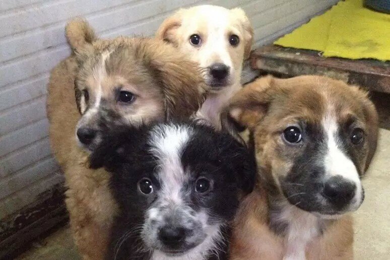 Salvati 10 cani ammassati in una cisterna