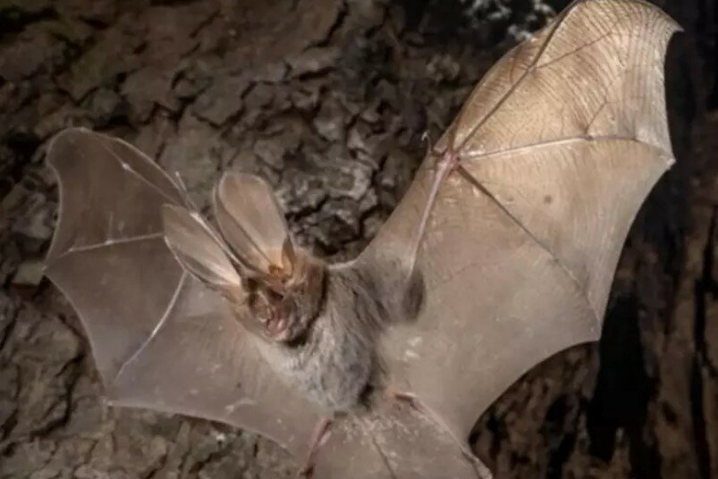 E' immigrato in Sicilia pure il pipistrello africano E' immigrato in Sicilia pure il pipistrello africano