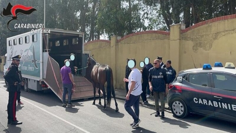 Picanello, nella stalla abusiva anche un pony