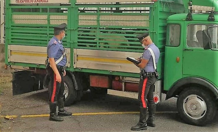 Randazzo, fermato furgone carico di bestiame rubato