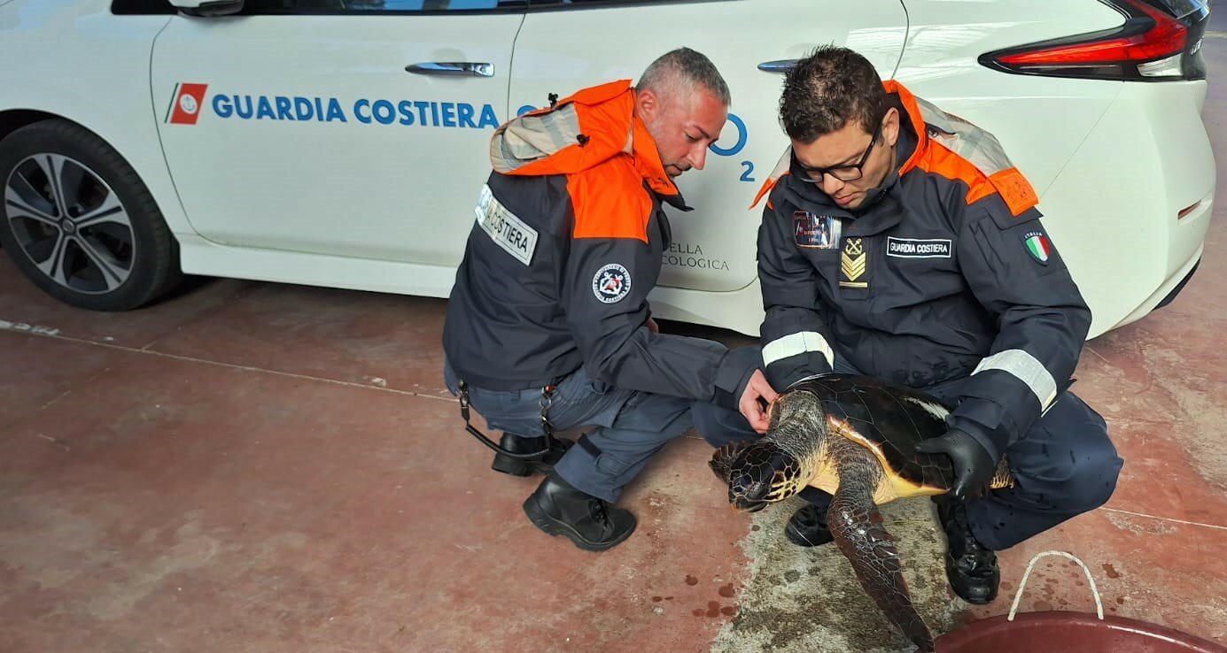 Salvata caretta caretta con amo in bocca